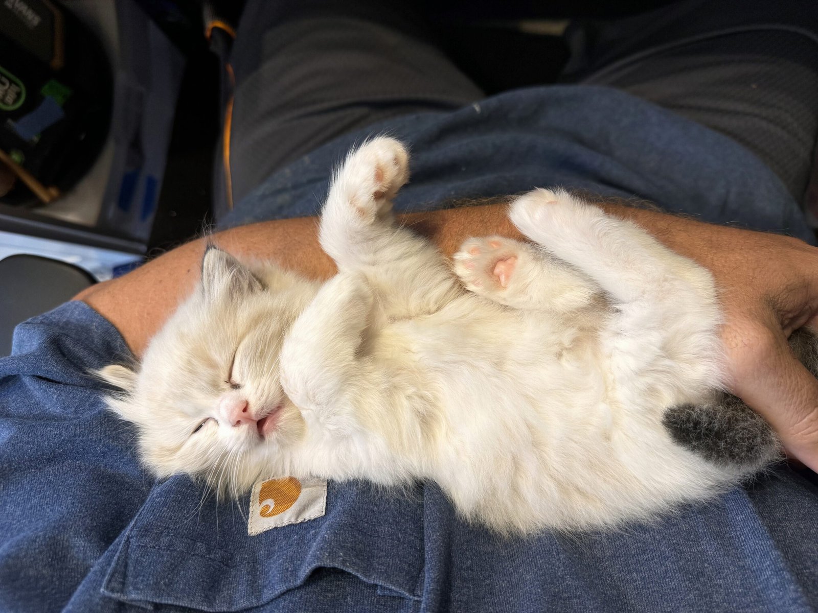 They love the snuggles!